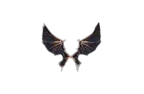 Wings of Dragon
