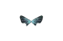 Wings of Elf Mu Online